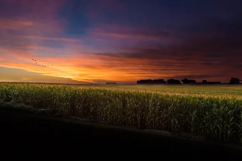 Sunrise over an Iowa cornfield